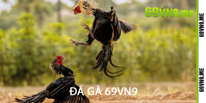 đá gà 69vn9